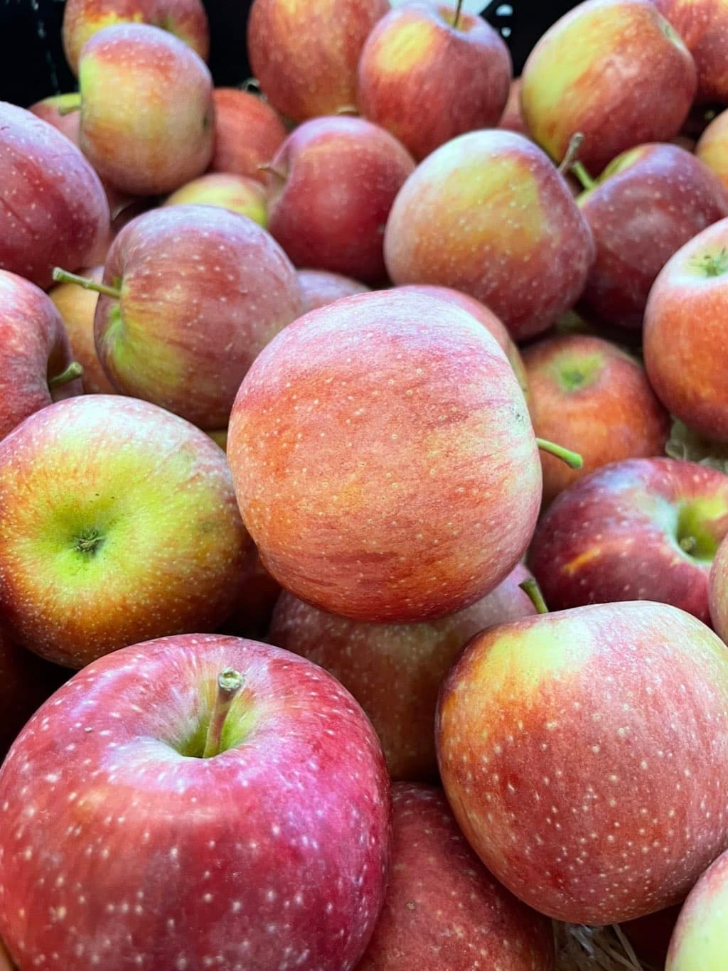 Äpfel — Wenn die Aprikosen schlafen, Aprikosenhof Thurgau