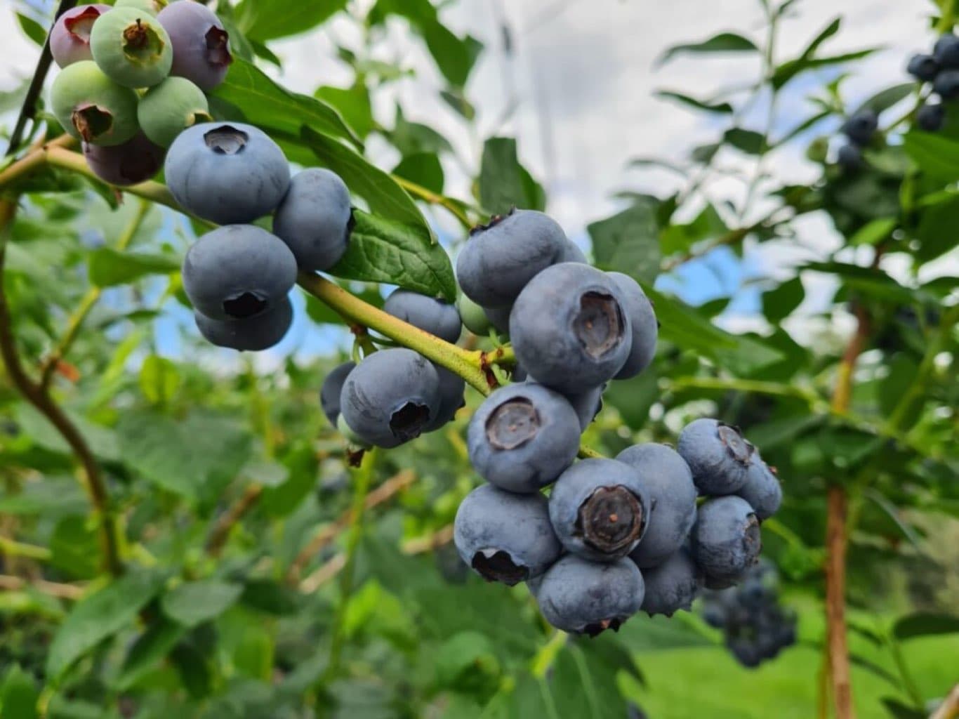 Heidelbeeren